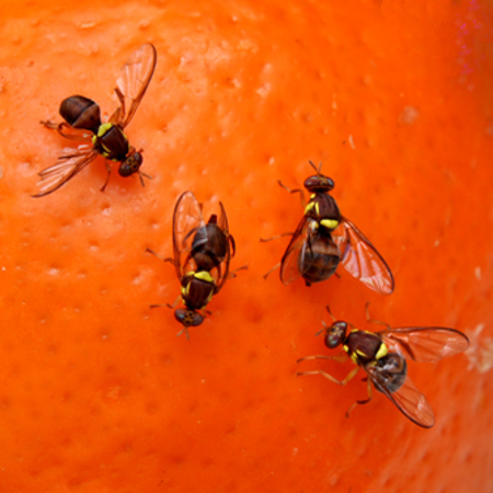 Aphids & Fruit Flies