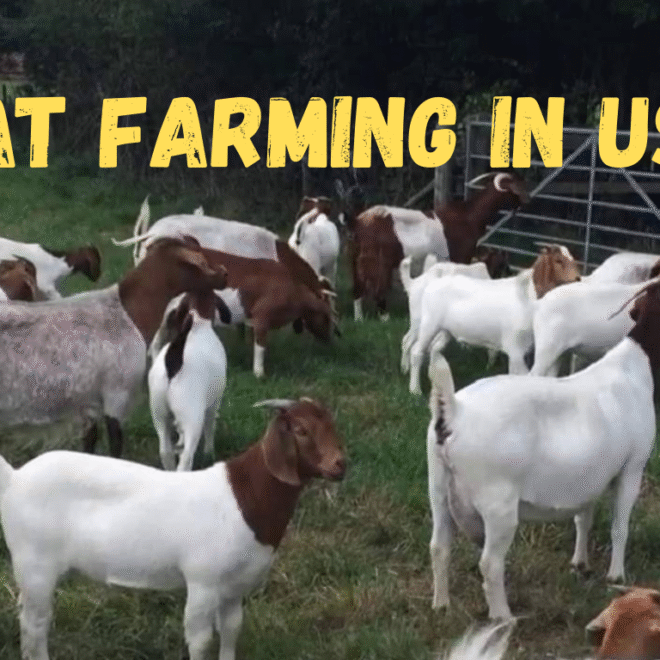 Goat Farming in USA