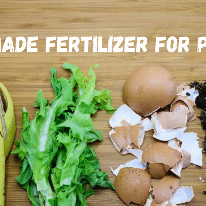 Homemade Fertilizer for Plants