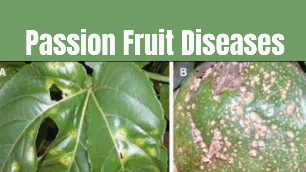 Passion Fruit Diseases