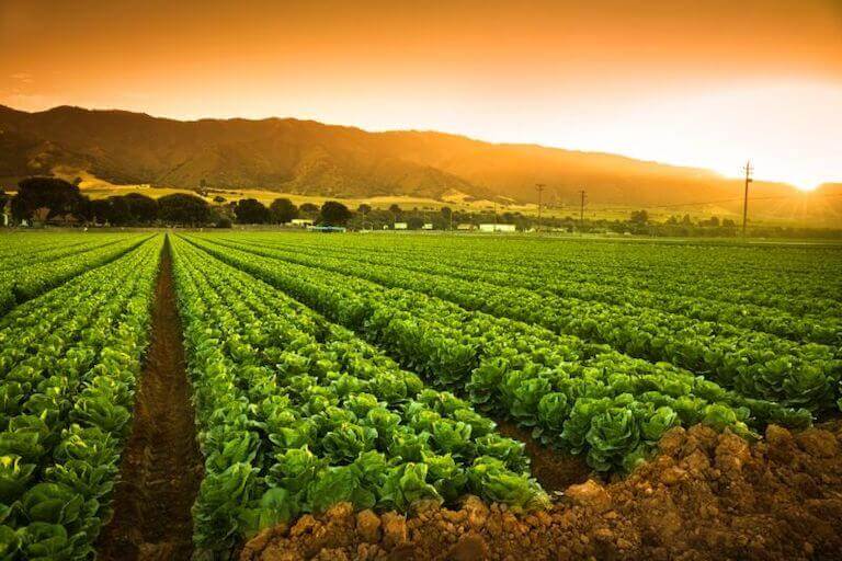Sustainable Commercial Farming
