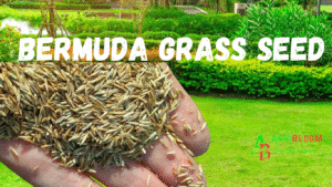 Bermuda Grass Seed – Complete Planting & Care Guide
