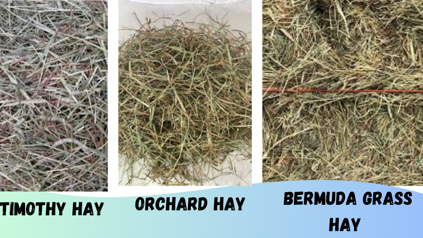 Gallery Detail: Timothy Grass Seed Simple Guide For Hay Horse Owners
