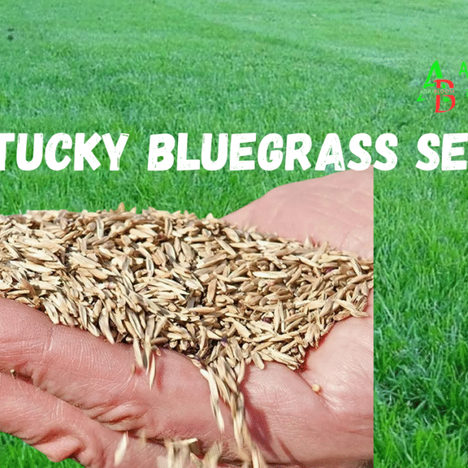 Kentucky Bluegrass Seed
