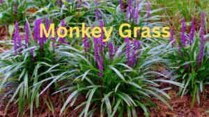 Monkey Grass – Easy Care and Landscaping Tips That Work