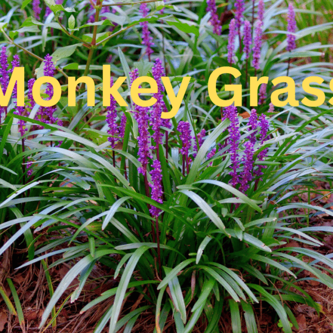 Monkey grass