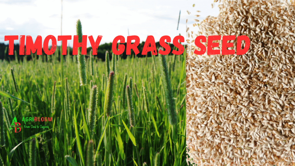 Timothy Grass Seed