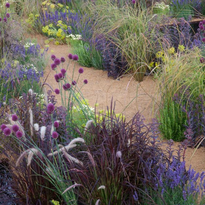 Ornamental Grasses