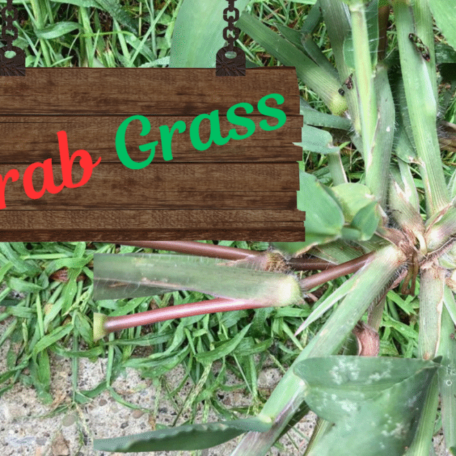 Crab Grass