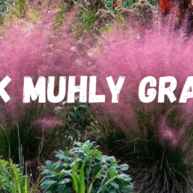 Pink Muhly Grass