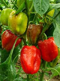 Bell Peppers – High Yield, Repeat Harvest Workhorses