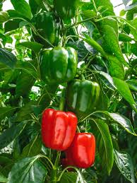 10 Best High Yield Crops for Small Farms