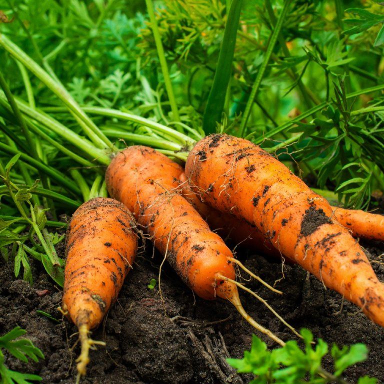 Carrots – A Root Crop That Delivers Serious Yield in Small Spaces