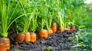 10 Best High Yield Crops for Small Farms