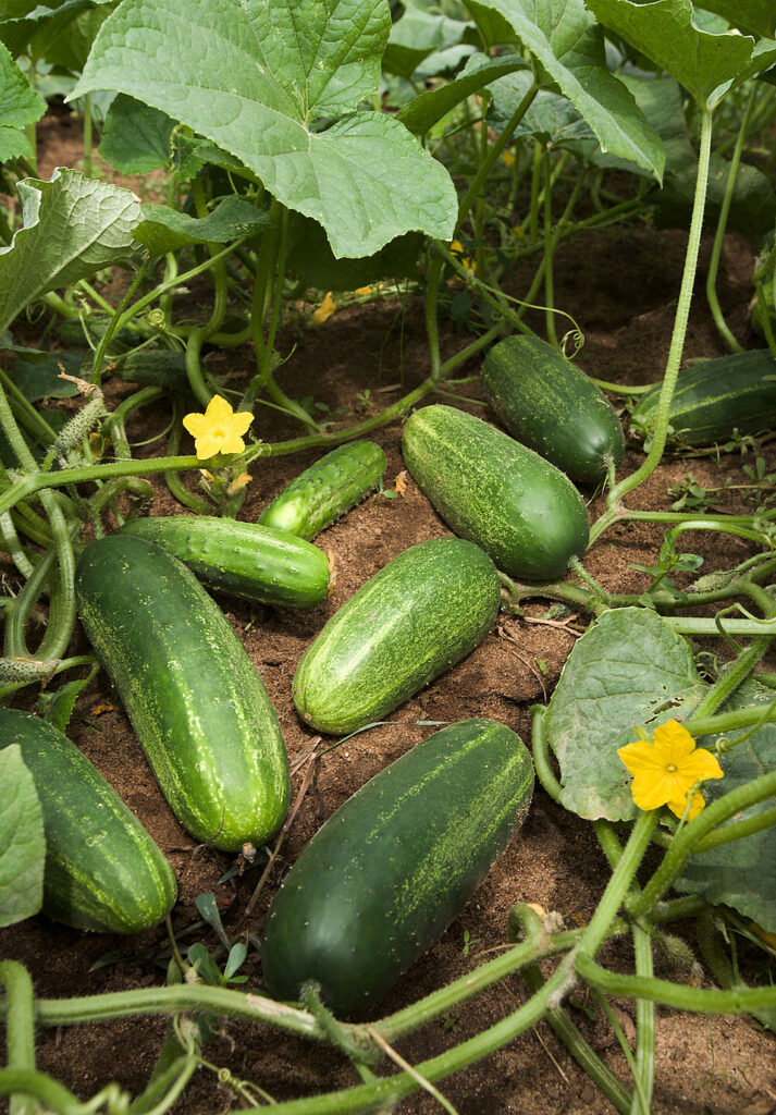 Cucumbers – Fast to Fruit, Heavy on Production