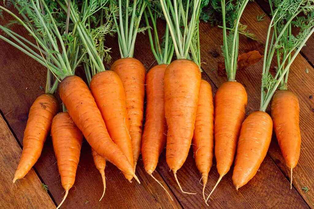 
Carrots – Danvers
