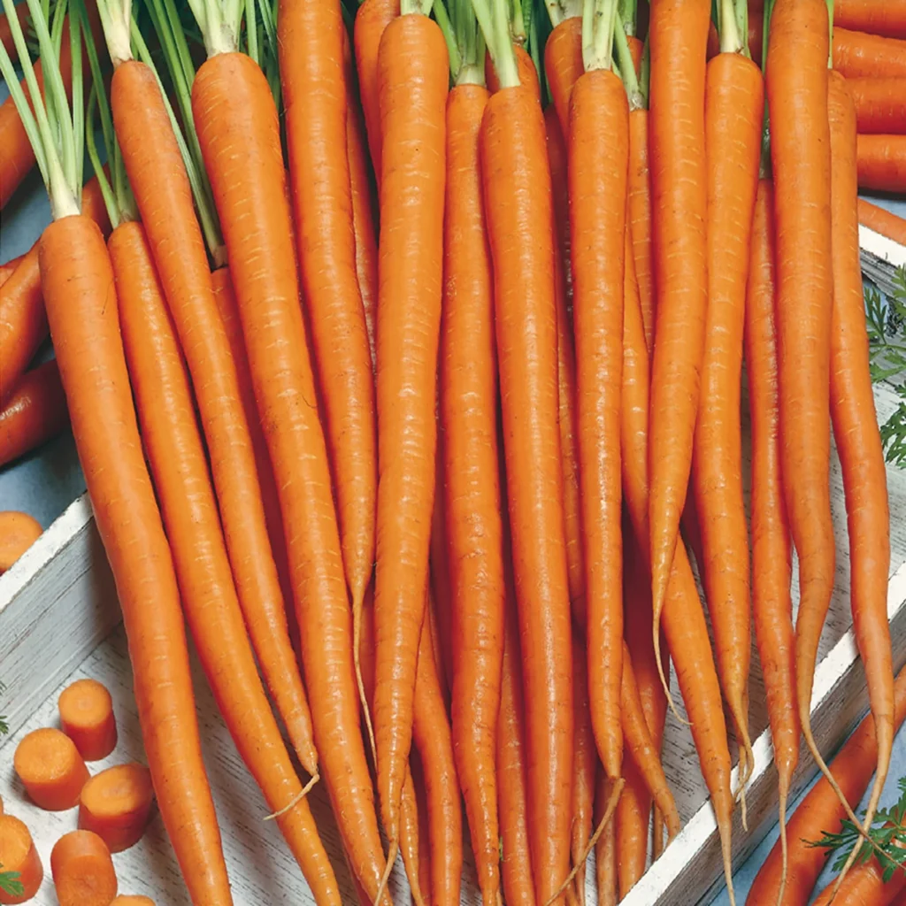 Carrots – Imperator