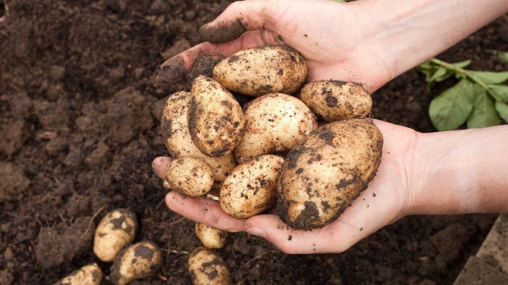 Potatoes – The High Yield “Staple” Crop That Earns Its Space