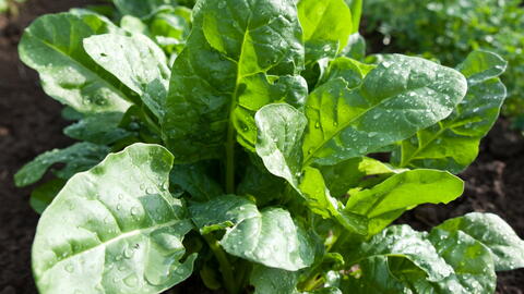 10 Best High Yield Crops for Small Farms 