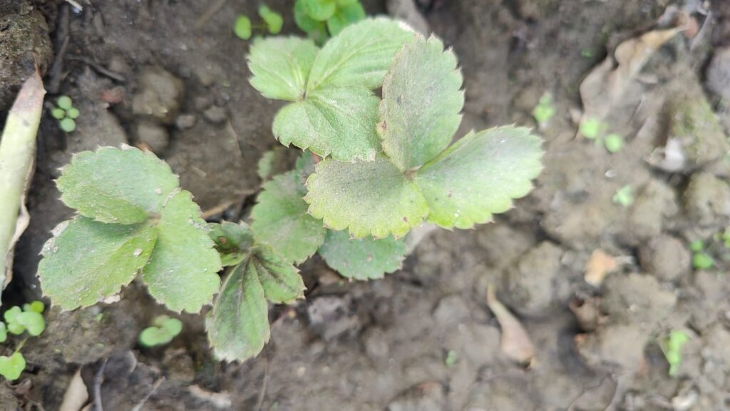 Strawberries plant 