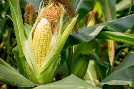 Sweet Corn – High Impact, High Volume Season Builders