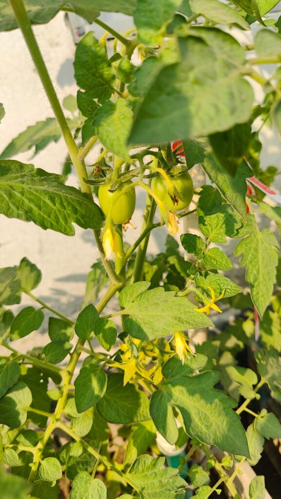 10 Best High Yield Crops for Small Farms 