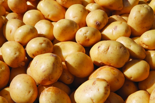 potato Variety choice; Yukon Gold