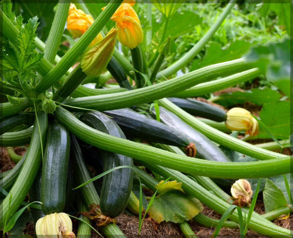 10 Best High Yield Crops for Small Farms ; zucchini