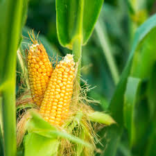 10 Best High Yield Crops for Small Farms