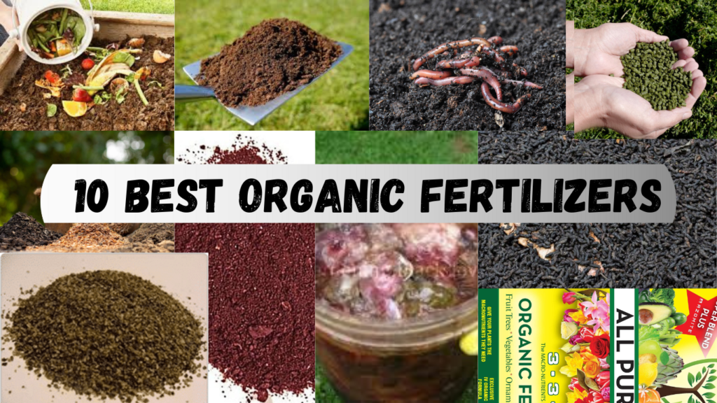 10 Best Organic Fertilizers – For Healthy Soil and Strong Roots