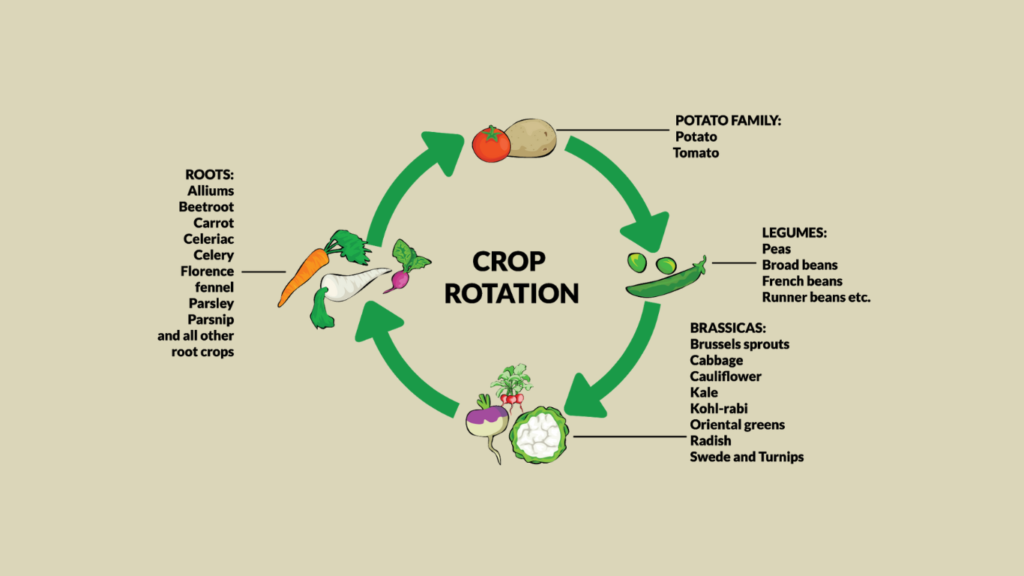 Crop Rotation – Boosting Soil Health and Farm Yields