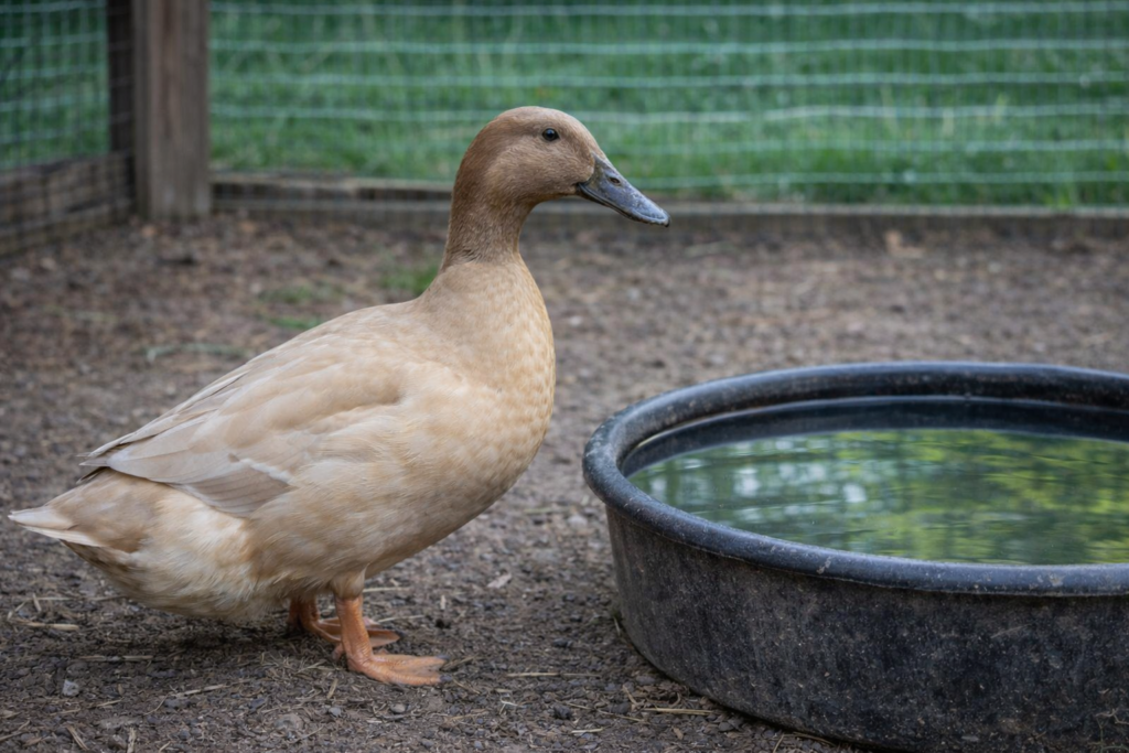 Khaki Campbell Ducks - Prolific Egg Laying Ducks