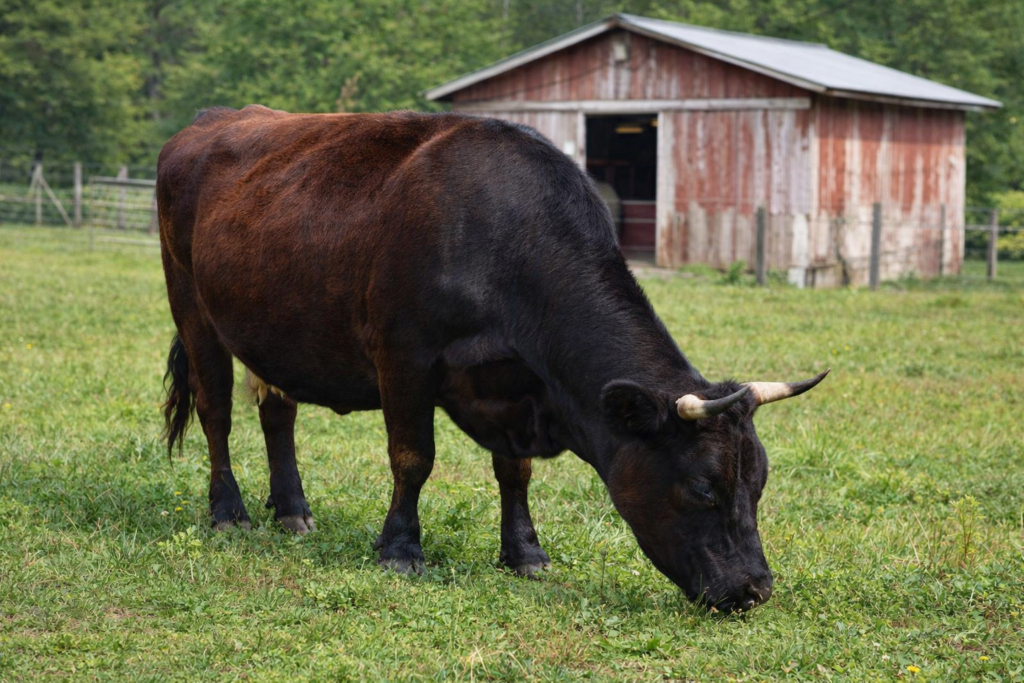 Why beginners do well with Dexter cattle