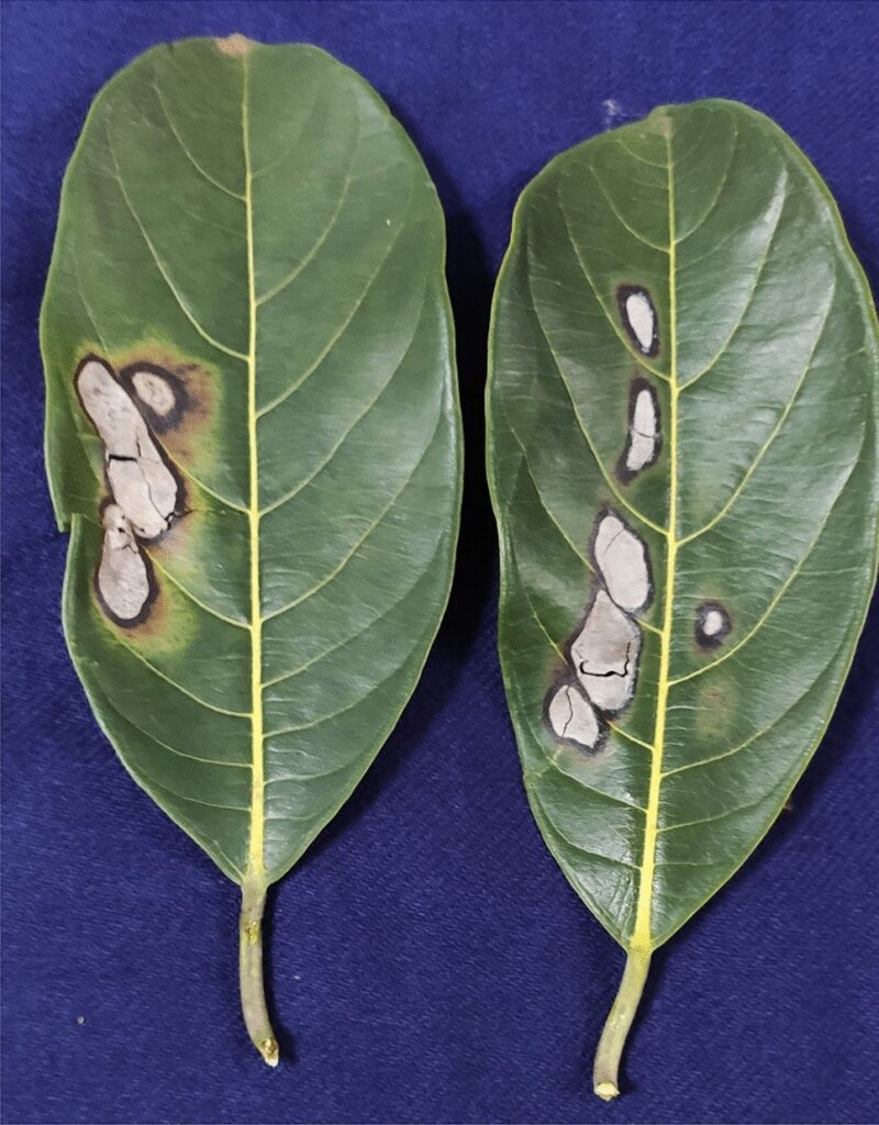 Anthracnose (Colletotrichum species)