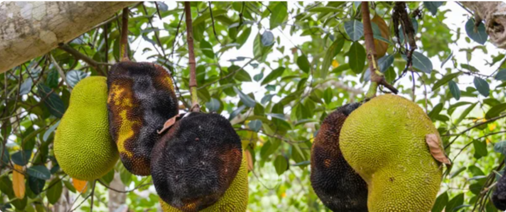 Diseases of Jackfruit – Causes, Symptoms, and Control