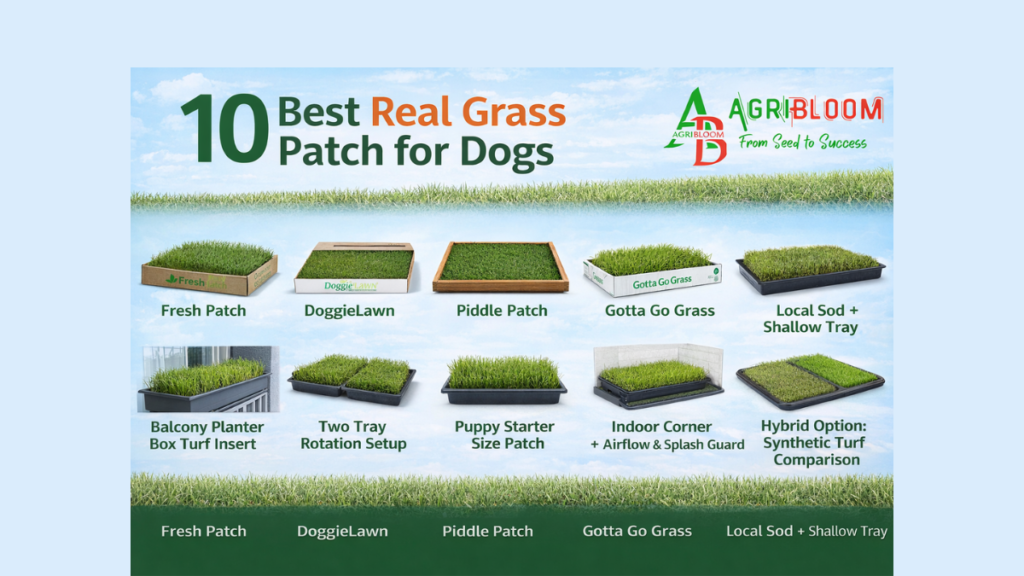 Grass Patch for Dogs - Real Grass for Apartment Potty Training