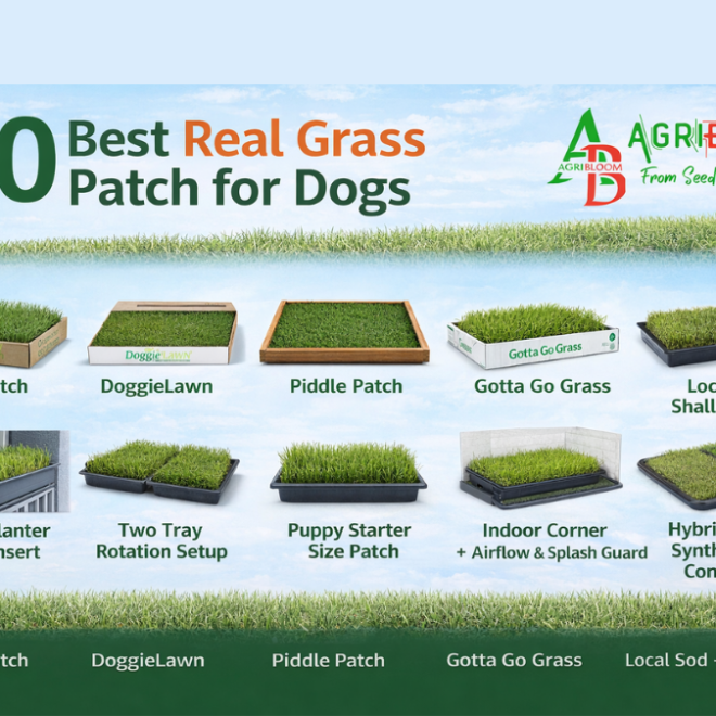 Grass Patch for Dogs - Real Grass for Apartment Potty Training