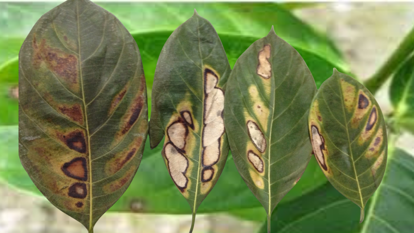 Leaf Spot Disease of Jackfruit