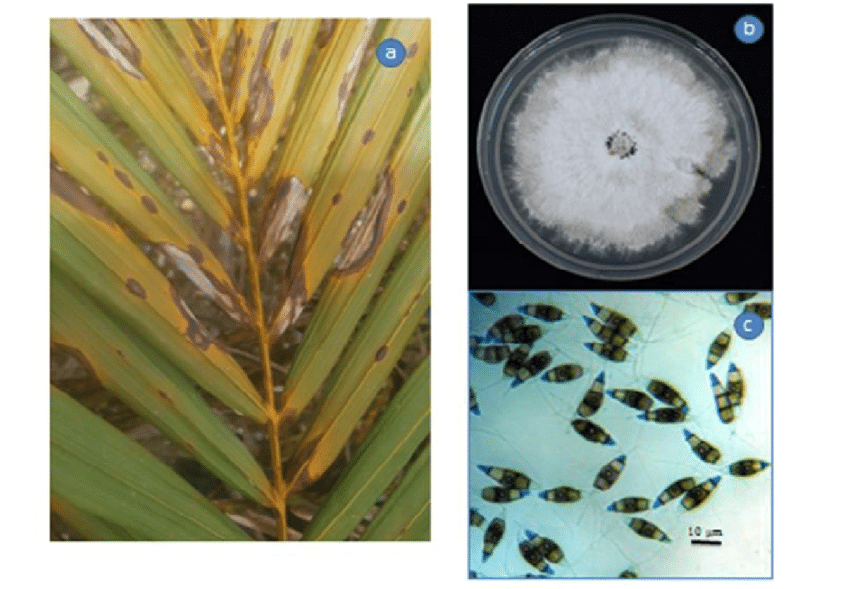 Leaf spot (Phyllosticta and Pestalotiopsis)