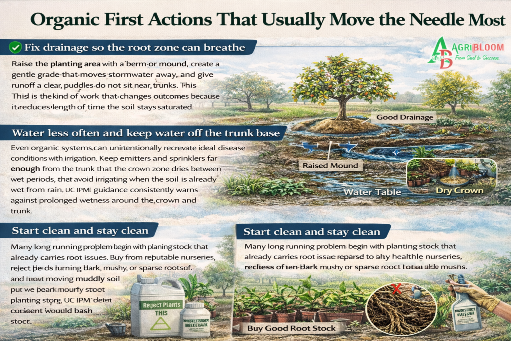 Phytophthora Root Rot ; Organic and natural treatment options