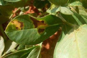 Leaf Spot Disease of Jackfruit - Causes & Management