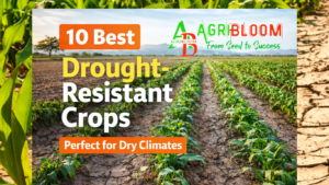 10 Best Drought Resistant Crops-Perfect for Dry Climates