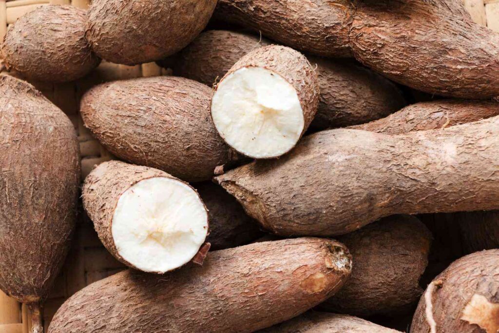 Cassava : Drought Resistant Crops 