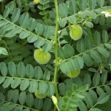 Drought Resistant Crops : Chickpea
