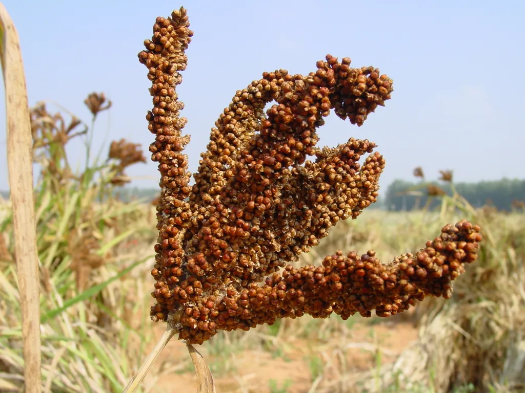 Finger Millet