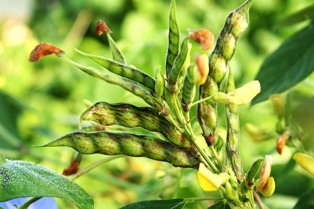 Drought Resistant Crops : Pigeonpea
