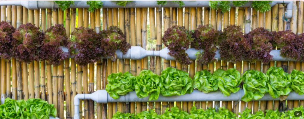 Hydroponics System for Beginners – Easy Start Guide