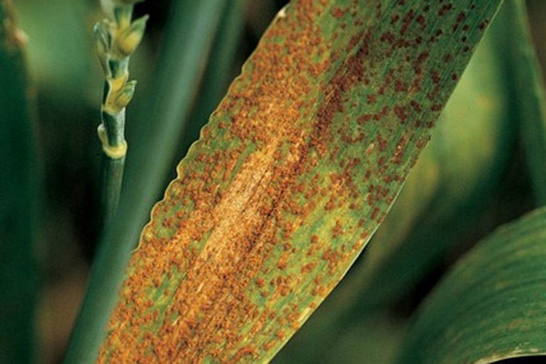 Leaf Rust of wheat 