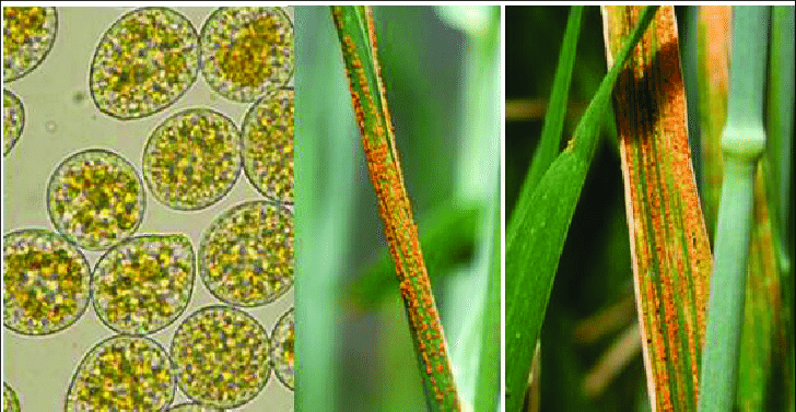 Wheat rust disease: Puccinia striiformis f. sp. tritici