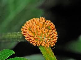 Wheat rust diseases : Leaf rust 